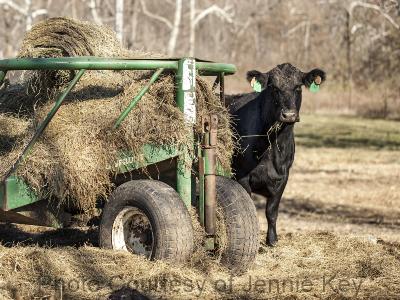black cow standing next to hay